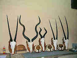  - Troph&auml;enwand